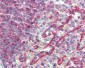 HLA-E Antibody (clone MEM-E/02)